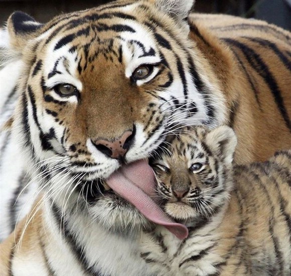 Умиляющие примеры родительской заботы в мире животных