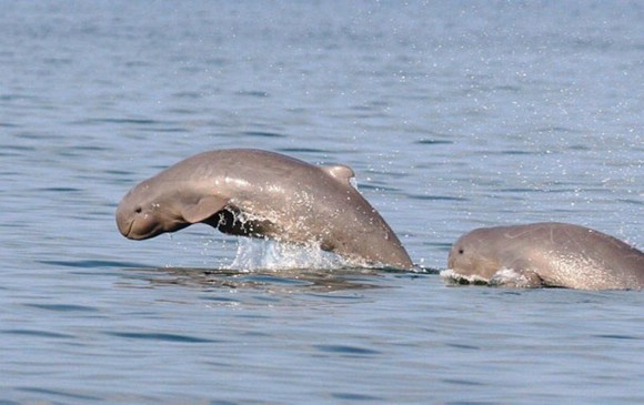 Иравадийский дельфин