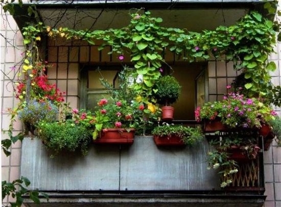 Какие растения могут украсить балкон летом