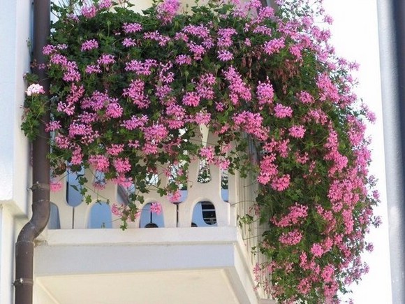 Какие растения могут украсить балкон летом