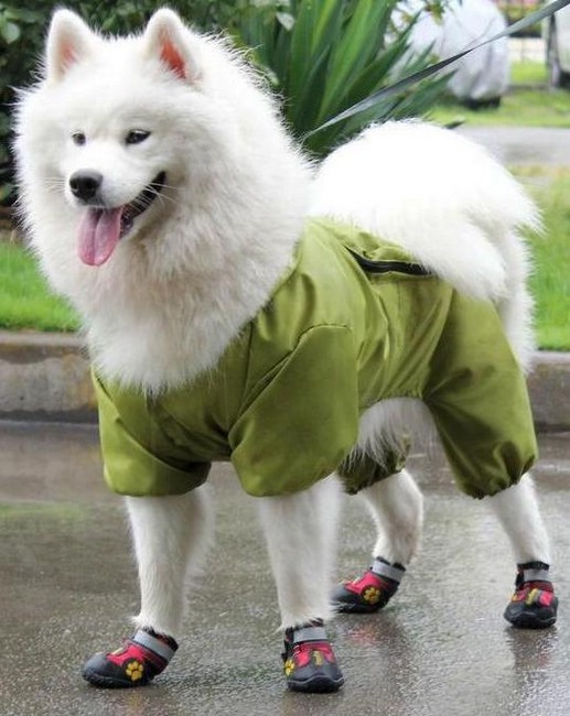 Одежда и обувь для собак