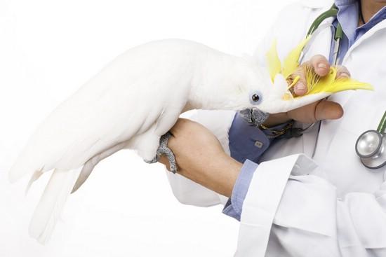 Ветеринар-орнитолог поможет питомцу