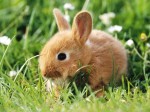 Карликовые и декоративные кролики как домашние питомцы