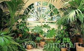 Красивые растения дома