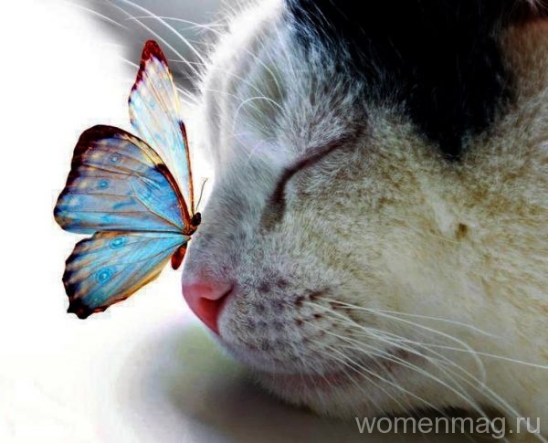 Бабочка на носу у кота