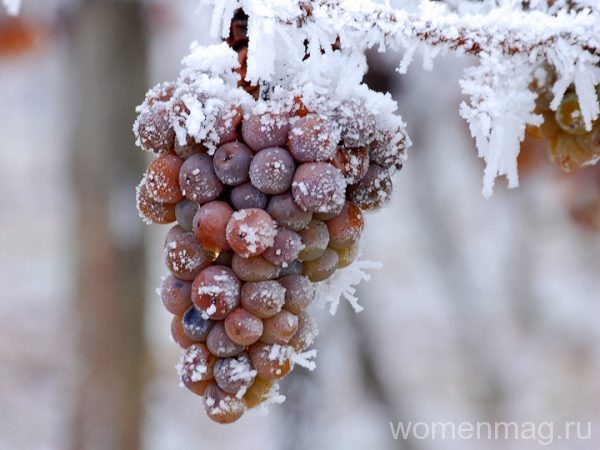 Ледяное вино Eiswein