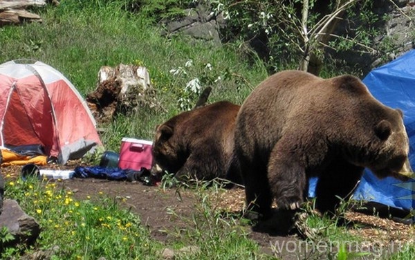 Дикие медведи в туристическом лагере