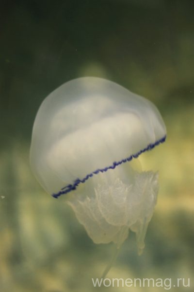 Севастопольский аквариум: медуза