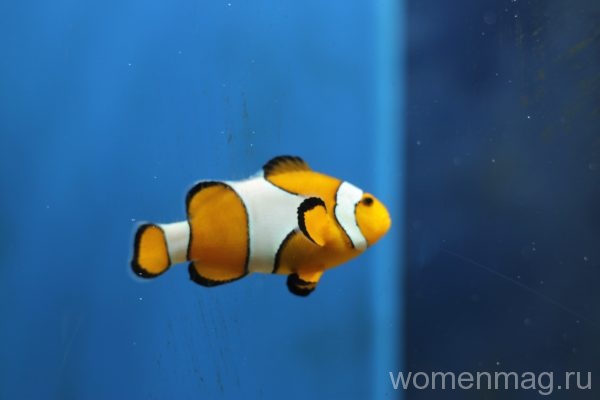 Севастопольский аквариум: рыба-клоун