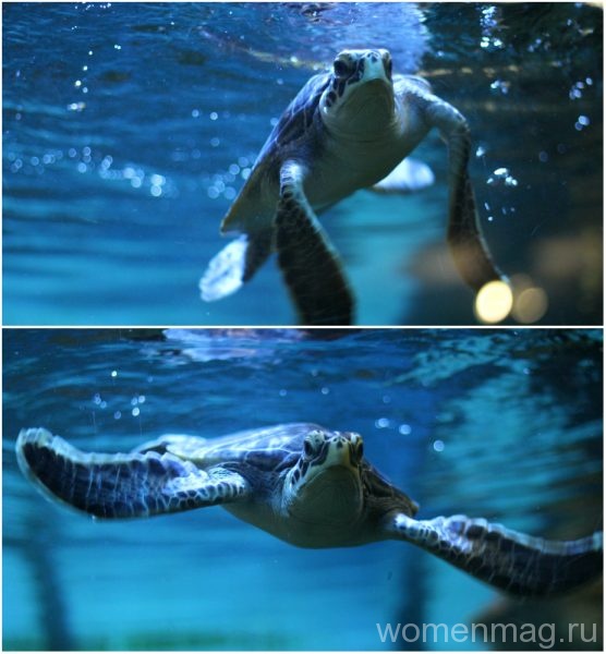 Севастопольский аквариум: черепаха