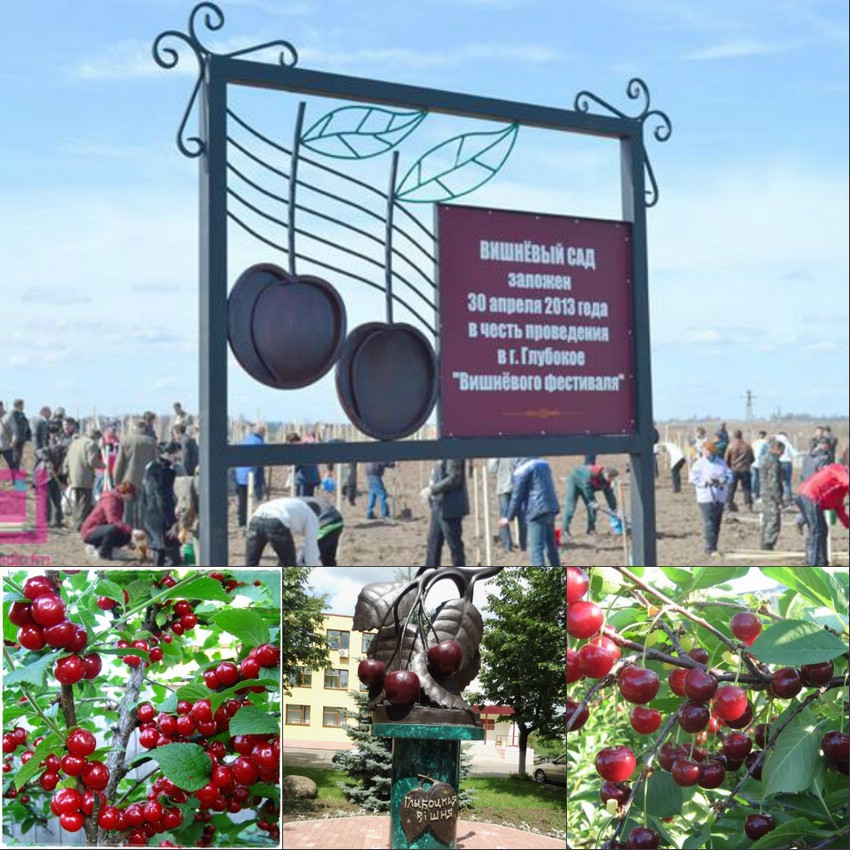 Фестиваль вишни в Глубоком (Беларусь) Фестиваль вишни в Глубоком (Беларусь)