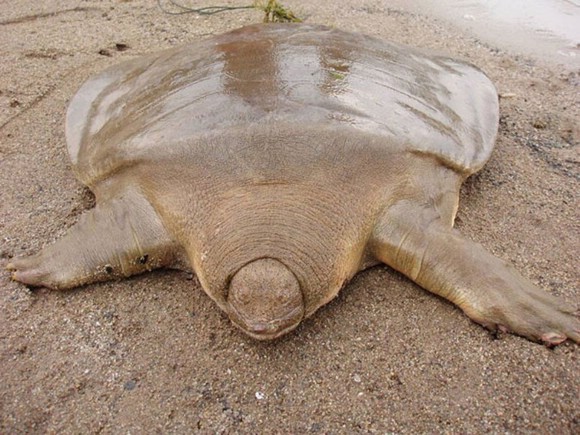 Трехкоготная большая мягкотелая черепаха