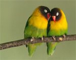 14 мая – Международный день птиц