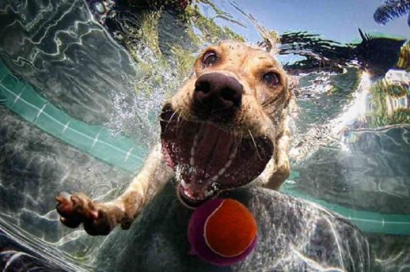 Собака под водой