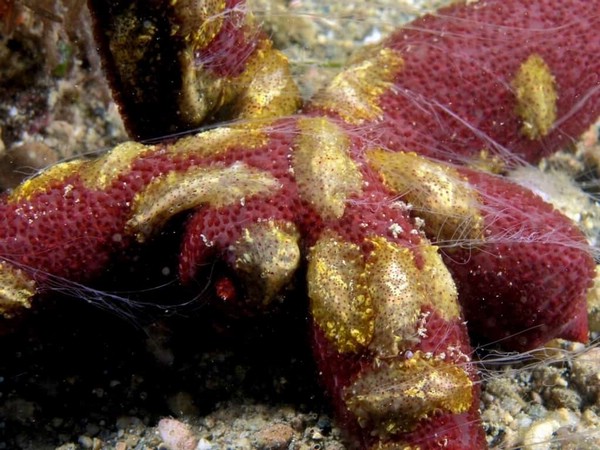 Топ 10 самых странных океанических существ