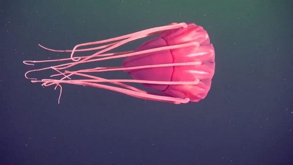 Шлемовая медуза (Helmet Jellyfish)