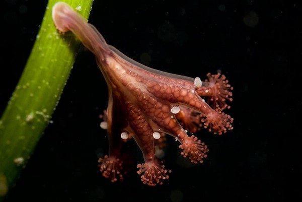 Стебельчатая медуза (Stalked Jellyfish)