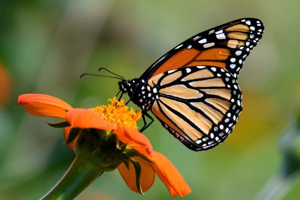 День знаний о бабочках: очаровательный мир ждет