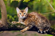 Дикая внешность бенгальских кошек удивительным образом связана с домашними кошками