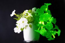 Биолюминесцентные растения теперь могут обеспечить экологически чистое освещение в каждом доме