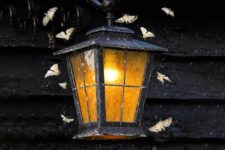 Городские мотыльки развивают меньшие крылья, чтобы выжить в световом загрязнении