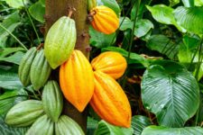 Деревья какао и их 5000-летняя одиссея глобального одомашнивания