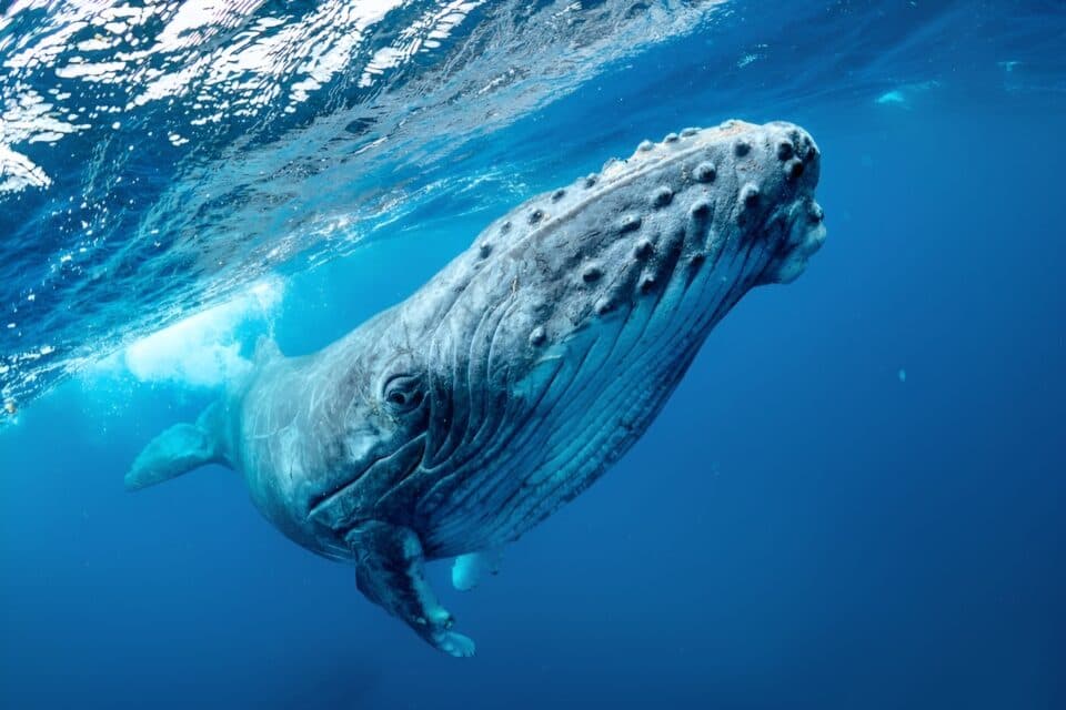 Акустическая маркировка помогает расшифровать общение китов