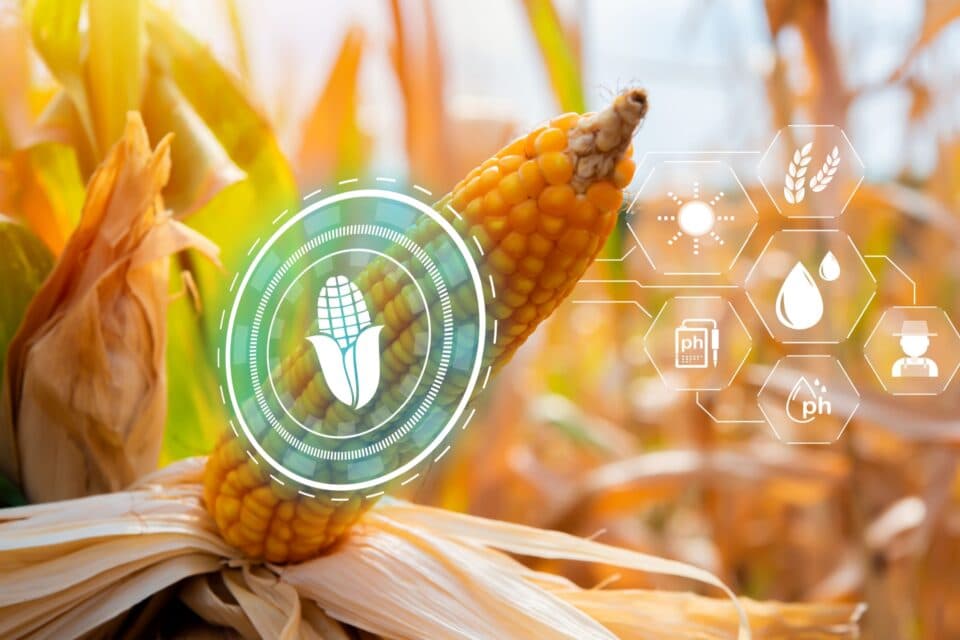 Генетика растений кукурузы влияет на здоровье и рост корней