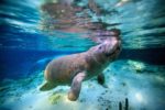 День признательности ламантинам: защита нежных морских гигантов