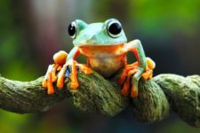 Почему древесные лягушки живут на деревьях, а откладывают яйца на земле