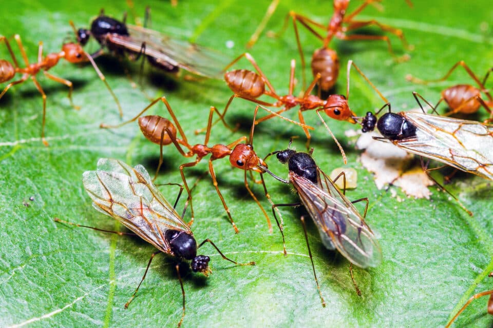 Поведение королевы муравьев меняется в зависимости от их социального окружения
