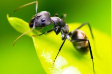 Сначала растения, теперь муравьи: искусство, наука и экологичность муравьиной кухни