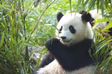 Международный день панд: признание красоты и хрупкости гигантской панды