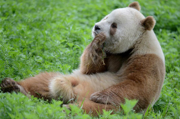 Ученые разгадали тайну коричневых гигантских панд