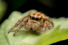 День спасения пауков: защищаем связь с природой