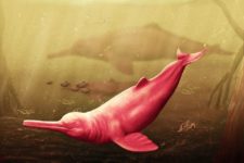 В Перу обнаружен новый вид гигантских дельфинов Pebanista yacuruna
