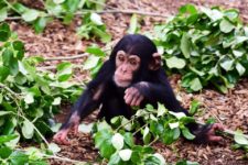 Игра матери и ребенка - важнейшая часть развития шимпанзе