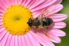 Ранние весенние цветы могут спасти пчел от изменения климата и ускорить опыление