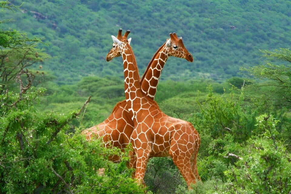 Исследование выявило четыре уникальных вида жирафов в Африке