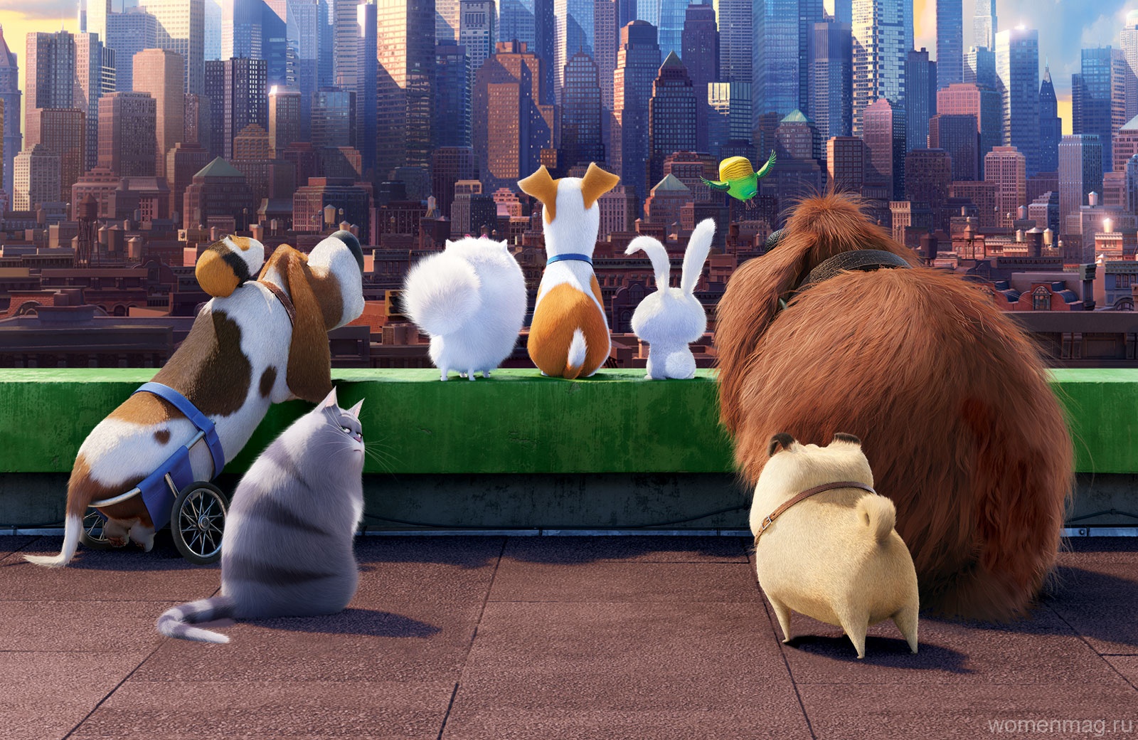 Отзыв о мультфильме «Тайная жизнь домашних животных» (The Secret Life of Pets, 2016)