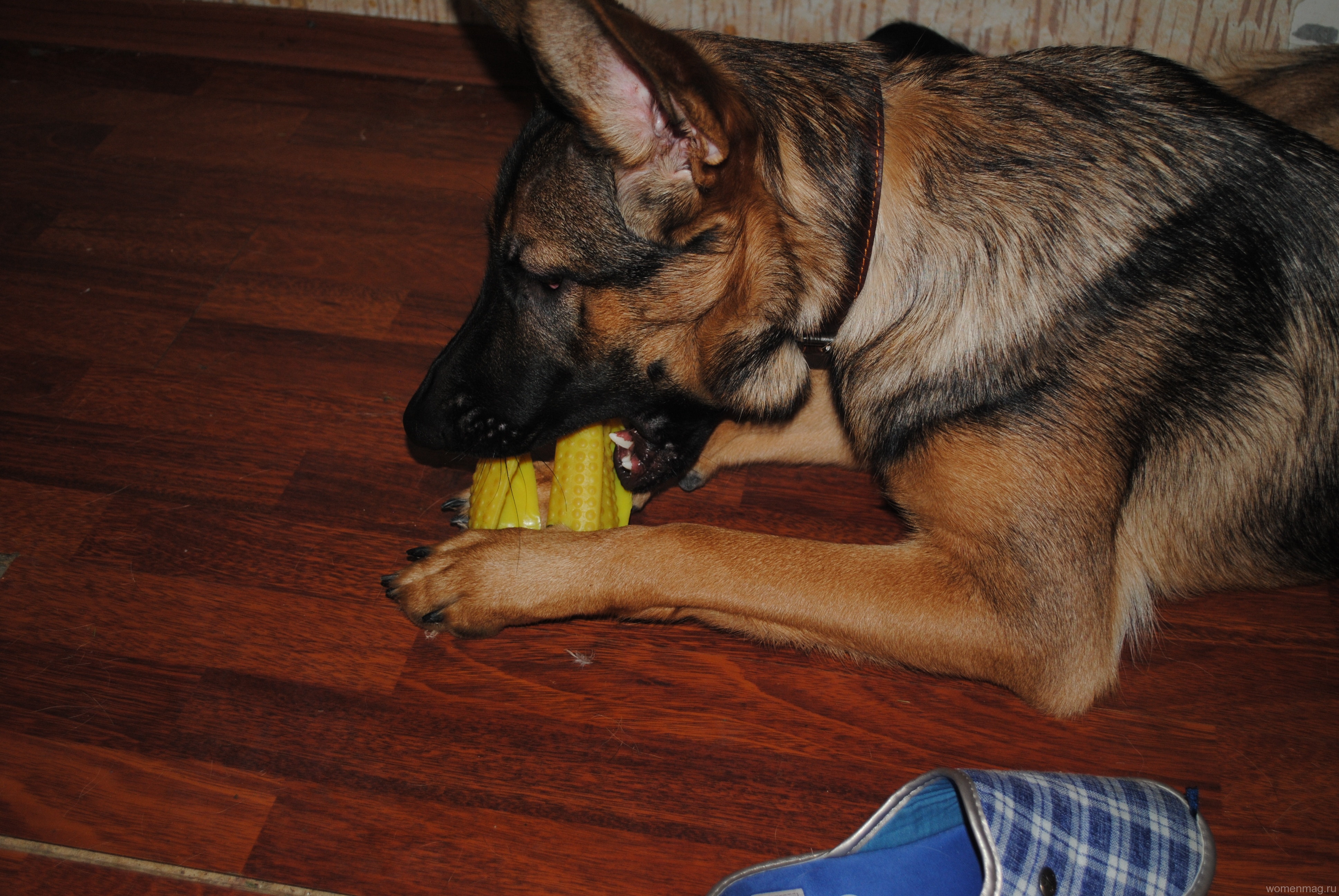 Игрушка для собак V.I.Pet «Массажный мяч. Регби», цвет: желтый, 11,5 см х 5 см. Отзыв