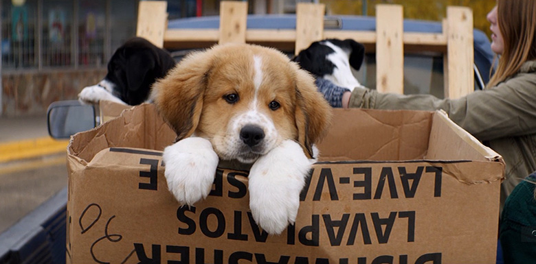 Отзыв о фильме «Собачья жизнь» (A Dog’s Purpose, 2017)