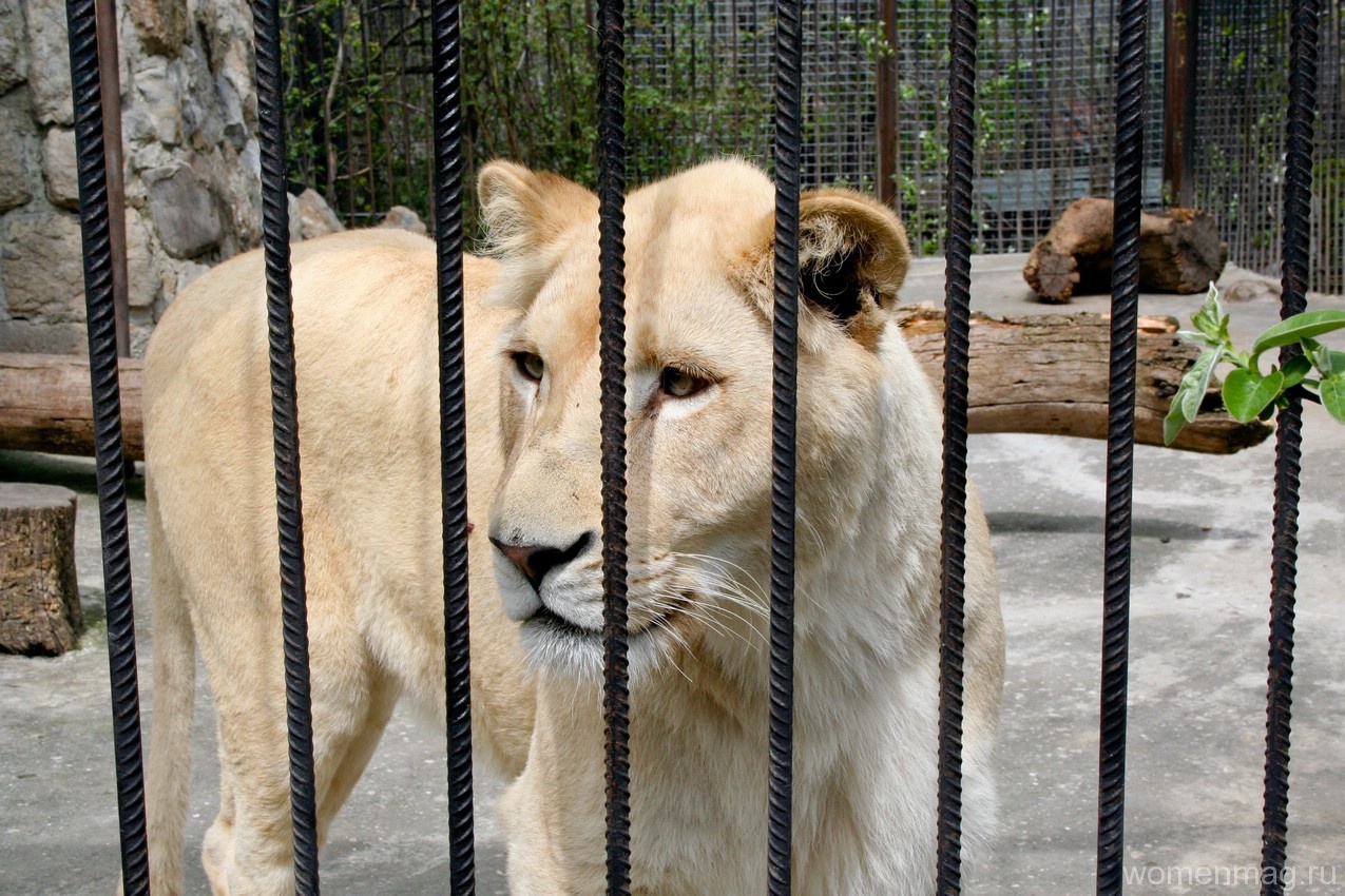 Крым Ялта зоопарк